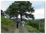 Quercia panoramica