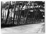 1970 - La pineta della Pietrabianca
